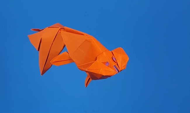 Origami Goldfish - Bubble-eye by Ronald Koh. Folded from a square of duo origami paper by Gilad Aharoni on giladorigami.com