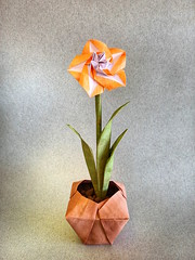 Origami Amaryllis by Yara Yagi on giladorigami.com