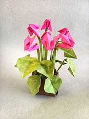 Origami Cyclamen by Yara Yagi on giladorigami.com