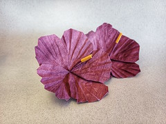 Origami Hibiscus by Yara Yagi on giladorigami.com